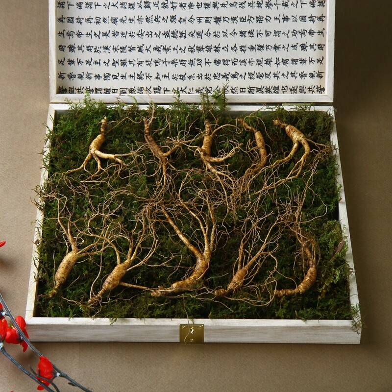 진모리,강원 진삼애 산양삼9-10년근